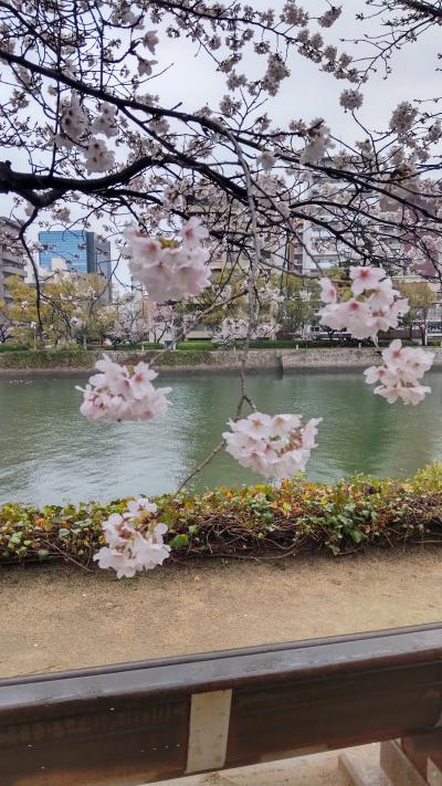 2023ソメイヨシノ平和公園