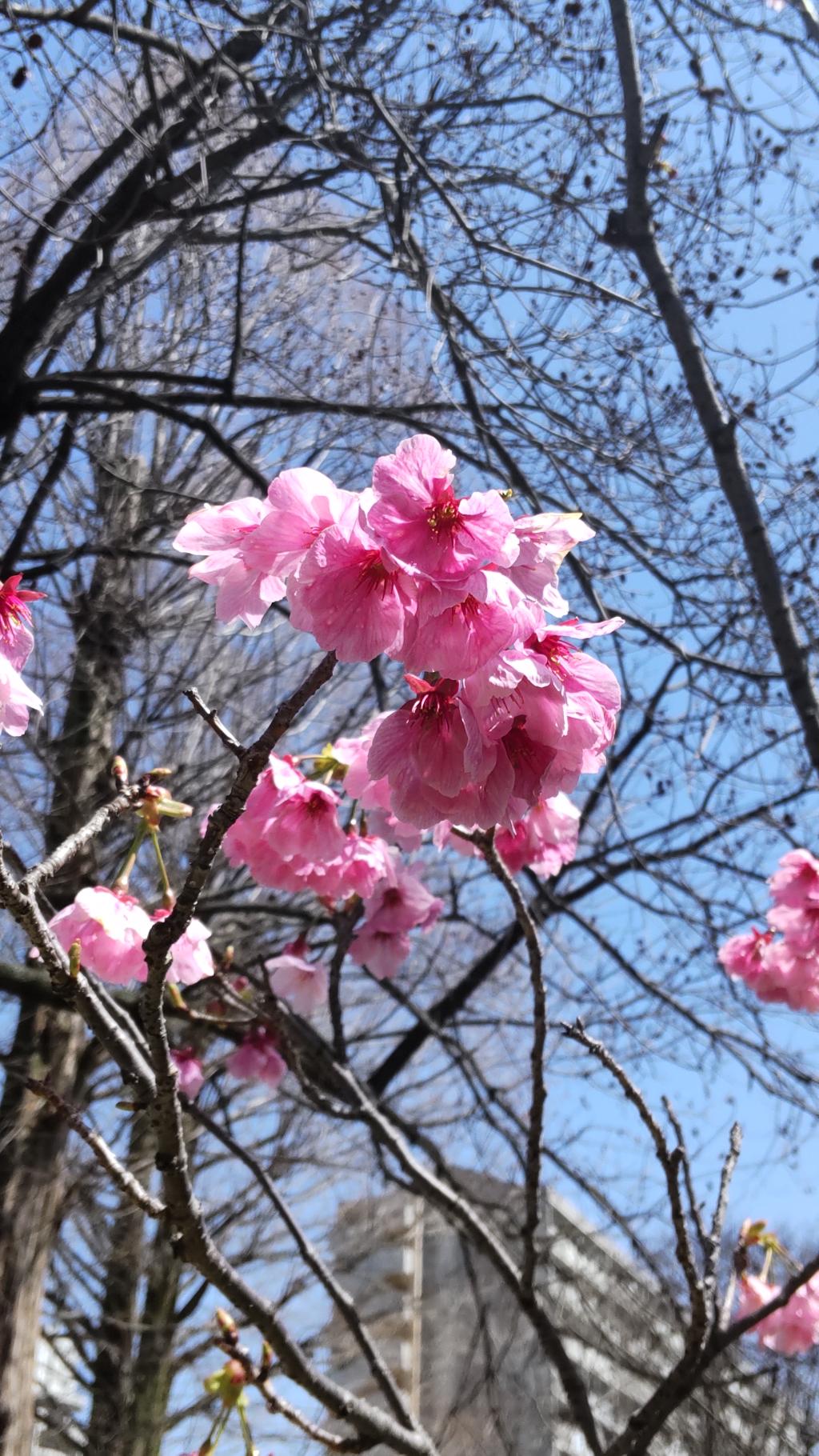 2024ピンクの桜ー平和大通り