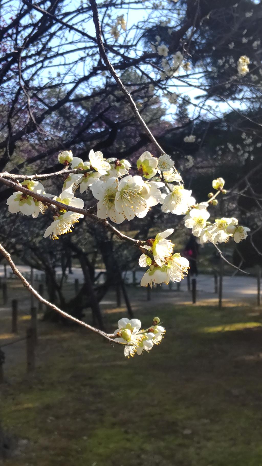 2025梅ー縮景園