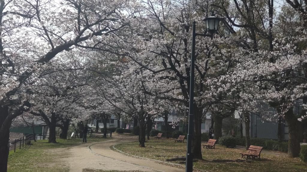 2026桜-9