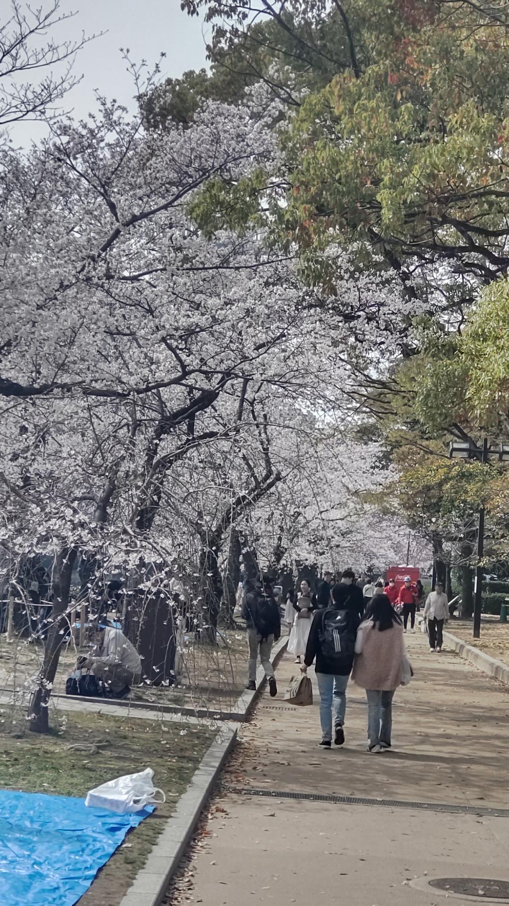 2026桜-7