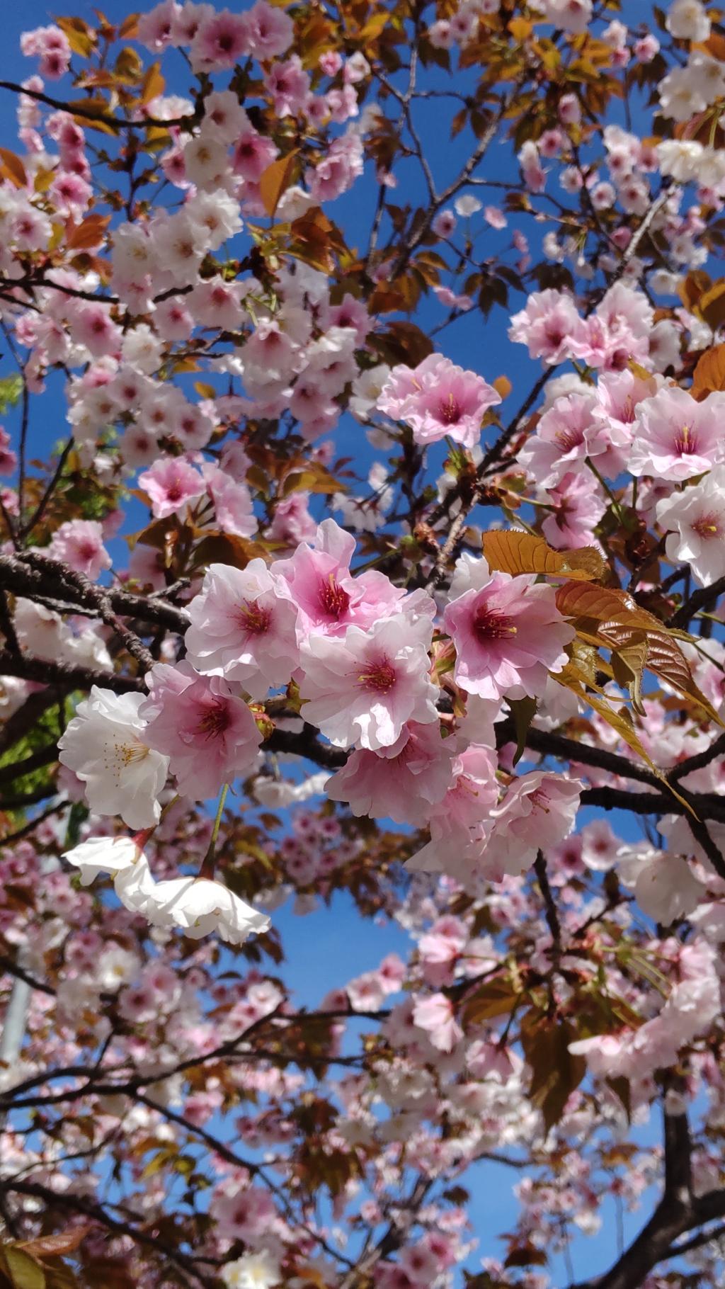 2026桜-10