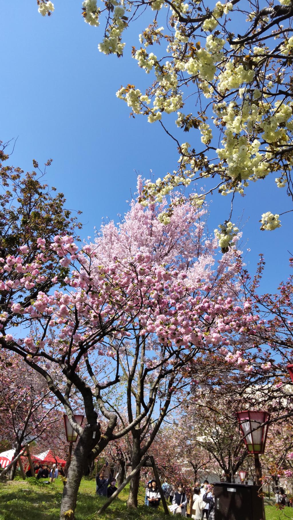2026桜-5